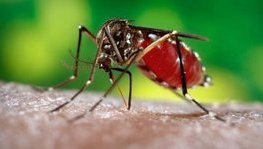 Recommandations générales sur le Paludisme et autres maladies vectorielles au (...)